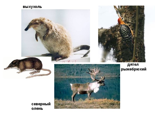 выхухоль дятел  рыжебрюхий северный олень   