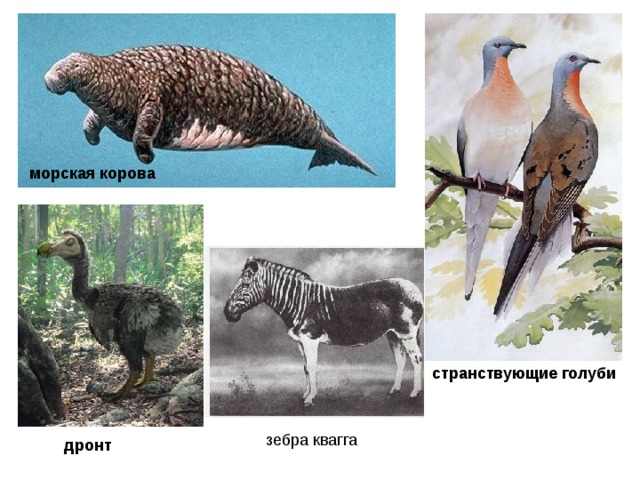 морская корова странствующие голуби  зебра квагга дронт 