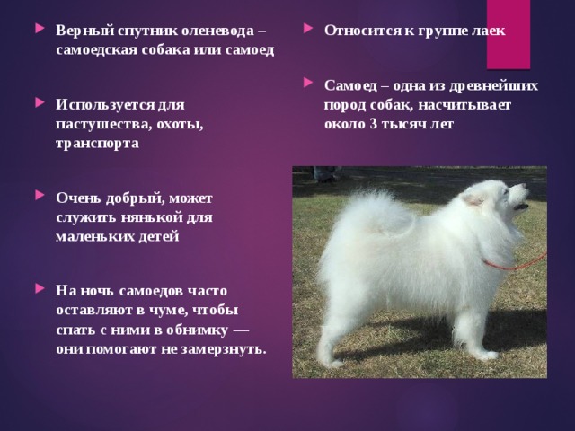 Относится к группе лаек Верный спутник оленевода – самоедская собака или самоед   Используется для пастушества, охоты, транспорта Самоед – одна из древнейших пород собак, насчитывает около 3 тысяч лет   Очень добрый, может служить нянькой для маленьких детей  На ночь самоедов часто оставляют в чуме, чтобы спать с ними в обнимку — они помогают не замерзнуть.  