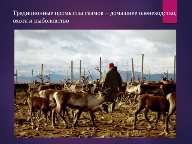 Традиционные промыслы саамов – домашнее оленеводство, охота и рыболовство 