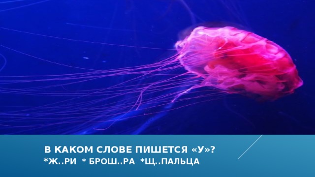   в каком слове пишется «У»?  * ж..ри * брош..ра *щ..пальца 