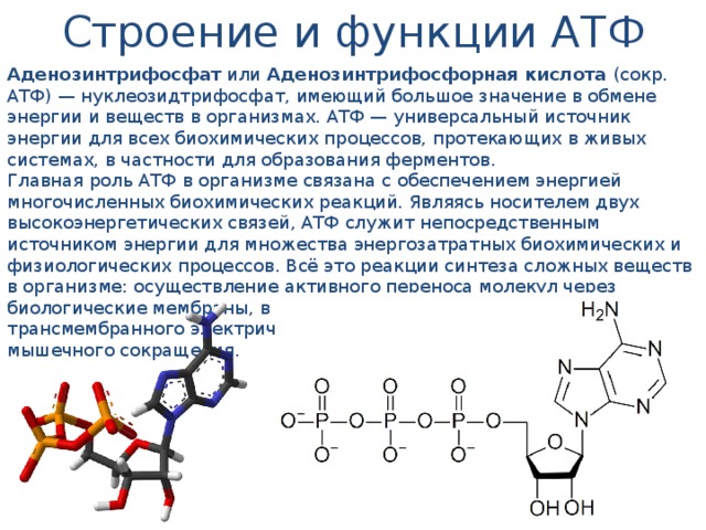 Строение и функции АТФ Аденозинтрифосфат или Аденозинтрифосфорная кислота (сокр. АТФ) — нуклеозидтрифосфат, имеющий большое значение в обмене энергии и веществ в организмах. АТФ — универсальный источник энергии для всех биохимических процессов, протекающих в живых системах, в частности для образования ферментов. Главная роль АТФ в организме связана с обеспечением энергией многочисленных биохимических реакций. Являясь носителем двух высокоэнергетических связей, АТФ служит непосредственным источником энергии для множества энергозатратных биохимических и физиологических процессов. Всё это реакции синтеза сложных веществ в организме: осуществление активного переноса молекул через биологические мембраны, в том числе и для создания трансмембранного электрического потенциала; осуществления мышечного сокращения.