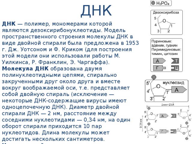 ДНК ДНК — полимер, мономерами которой являются дезоксирибонуклеотиды. Модель пространственного строения молекулы ДНК в виде двойной спирали была предложена в 1953 г. Дж. Уотсоном и Ф. Криком (для построения этой модели они использовали работы М. Уилкинса, Р. Франклин, Э. Чаргаффа). Молекула ДНК образована двумя полинуклеотидными цепями, спирально закрученными друг около друга и вместе вокруг воображаемой оси, т.е. представляет собой двойную спираль (исключение — некоторые ДНК-содержащие вирусы имеют одноцепочечную ДНК). Диаметр двойной спирали ДНК — 2 нм, расстояние между соседними нуклеотидами — 0,34 нм, на один оборот спирали приходится 10 пар нуклеотидов. Длина молекулы может достигать нескольких сантиметров. Молекулярный вес — десятки и сотни миллионов. Суммарная длина ДНК ядра клетки человека — около 2 м. В эукариотических клетках ДНК образует комплексы с белками и имеет специфическую пространственную конформацию.