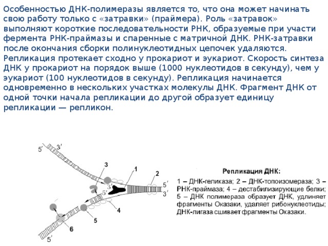 Особенностью ДНК-полимеразы является то, что она может начинать свою работу только с «затравки» (праймера). Роль «затравок» выполняют короткие последовательности РНК, образуемые при участи фермента РНК-праймазы и спаренные с матричной ДНК. РНК-затравки после окончания сборки полинуклеотидных цепочек удаляются. Репликация протекает сходно у прокариот и эукариот. Скорость синтеза ДНК у прокариот на порядок выше (1000 нуклеотидов в секунду), чем у эукариот (100 нуклеотидов в секунду). Репликация начинается одновременно в нескольких участках молекулы ДНК. Фрагмент ДНК от одной точки начала репликации до другой образует единицу репликации — репликон.