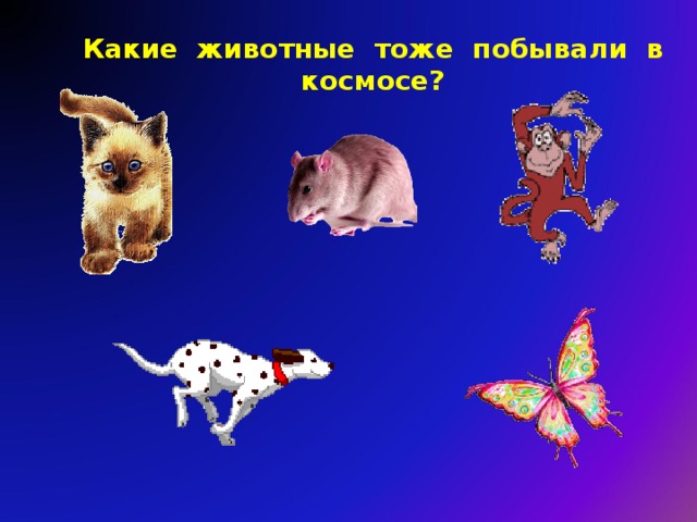 Какие животные тоже побывали в космосе? 
