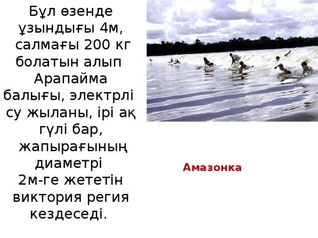 Бұл өзенде ұзындығы 4м,  салмағы 200 кг болатын алып Арапайма балығы, электрлі су жыланы, ірі ақ гүлі бар,  жапырағының диаметрі 2м-ге жететін виктория регия кездеседі. Амазонка 