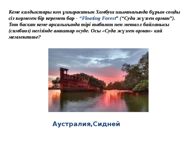 Кеме қалдықтары көп ұшырасатын Хомбуш шығанағында бұрын-соңды сіз көрмеген бір керемет бар -  “Floating Forest ” (“Суда жүзген орман”). Тот басқан кеме арқалығында тірі табиғат пен металл байланысы (симбиоз) негізінде ағаштар өсуде. Осы «Суда жүзген орман» қай мемлекетте? Аустралия,Сидней  