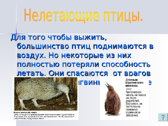 Для того чтобы выжить, большинство птиц поднимаются в воздух. Но некоторые из них полностью потеряли способность летать. Они спасаются от врагов бегством. А пингвины плавают не хуже рыб 