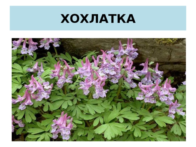 ХОХЛАТКА 