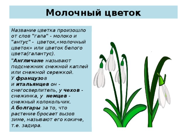Молочный цветок Название цветка произошло от слов 