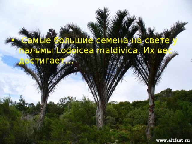   Самые большие семена на свете у пальмы Lodoicea maldivica. Их вес достигает… 
