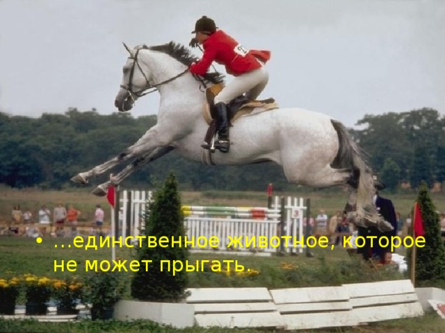 … единственное животное, которое не может прыгать. 