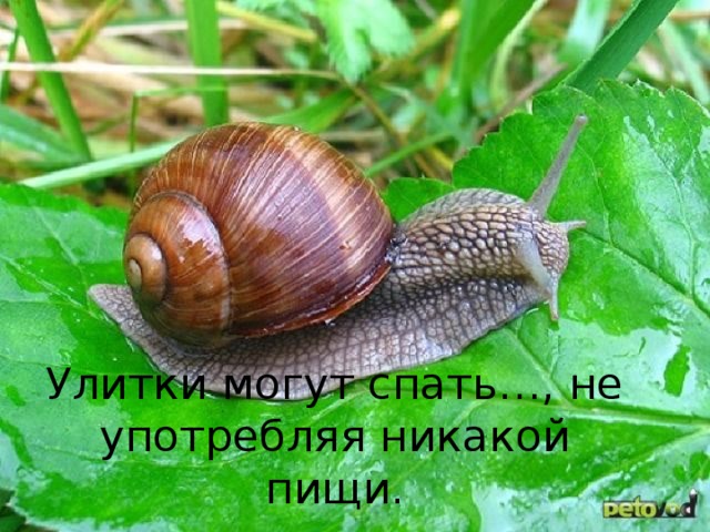 Улитки могут спать…, не употребляя никакой пищи. 