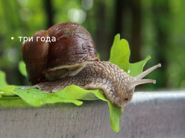 три года 