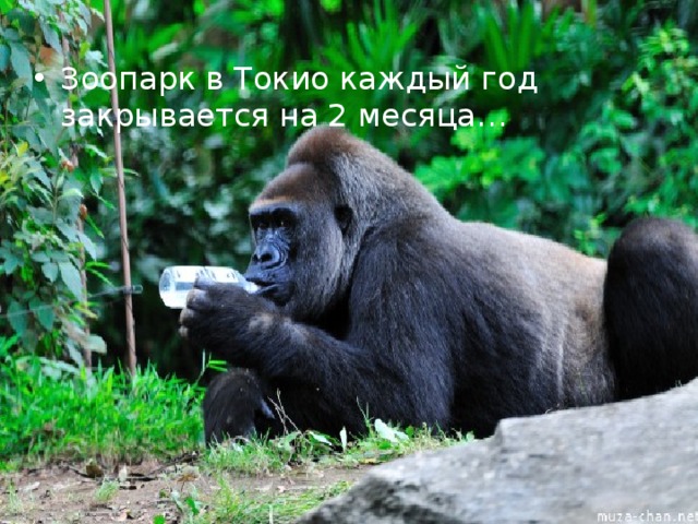 Зоопарк в Токио каждый год закрывается на 2 месяца… 