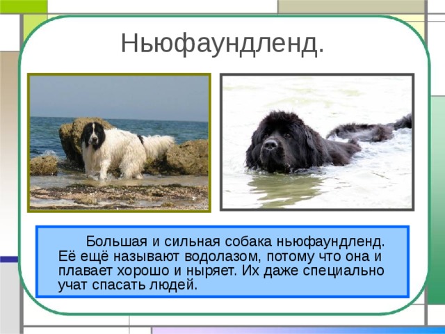 Ньюфаундленд.   Большая и сильная собака ньюфаундленд. Её ещё называют водолазом, потому что она и плавает хорошо и ныряет. Их даже специально учат спасать людей. 