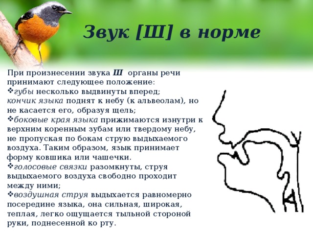 Звук [Ш] в норме При произнесении звука Ш органы речи принимают следующее положение: губы несколько выдвинуты вперед; кончик языка поднят к небу (к альвеолам), но не касается его, образуя щель; боковые края языка прижимаются изнутри к верхним коренным зубам или твердому небу, не пропуская по бокам струю выдыхаемого воздуха. Таким образом, язык принимает форму ковшика или чашечки. голосовые связки разомкнуты, струя выдыхаемого воздуха свободно проходит между ними; воздушная струя выдыхается равномерно посередине языка, она сильная, широкая, теплая, легко ощущается тыльной стороной руки, поднесенной ко рту. 