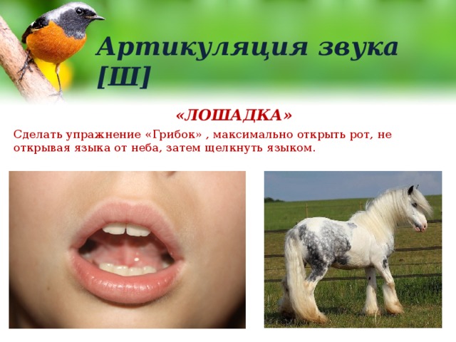 Артикуляция звука [Ш] «ЛОШАДКА» Сделать упражнение «Грибок» , максимально открыть рот, не открывая языка от неба, затем щелкнуть языком. 