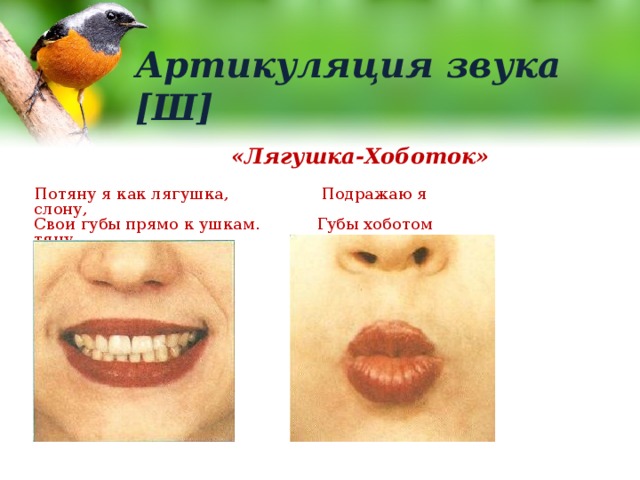 Артикуляция звука [Ш] «Лягушка-Хоботок» Потяну я как лягушка, Подражаю я слону, Свои губы прямо к ушкам. Губы хоботом тяну. 
