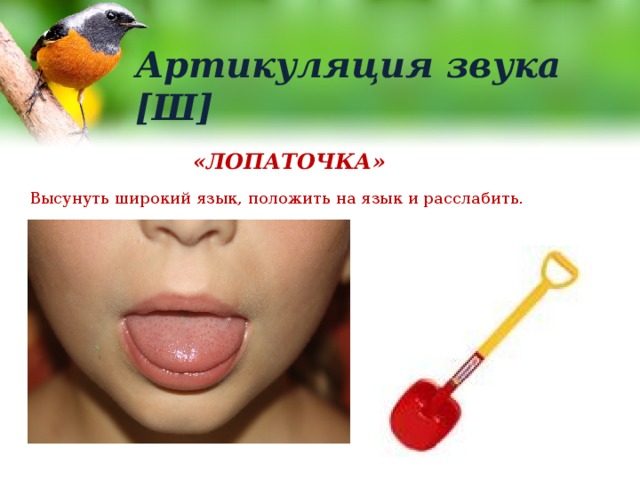 Артикуляция звука [Ш] «ЛОПАТОЧКА» Высунуть широкий язык, положить на язык и расслабить. 