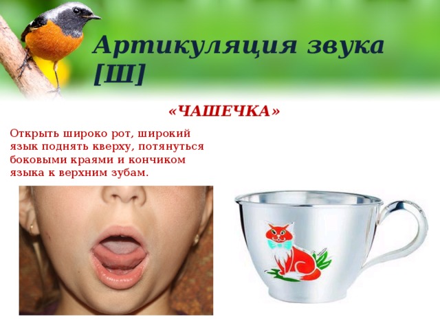 Артикуляция звука [Ш] «ЧАШЕЧКА» Открыть широко рот, широкий язык поднять кверху, потянуться боковыми краями и кончиком языка к верхним зубам. 