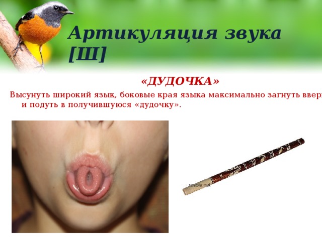Артикуляция звука [Ш] «ДУДОЧКА» Высунуть широкий язык, боковые края языка максимально загнуть вверх и подуть в получившуюся «дудочку». 