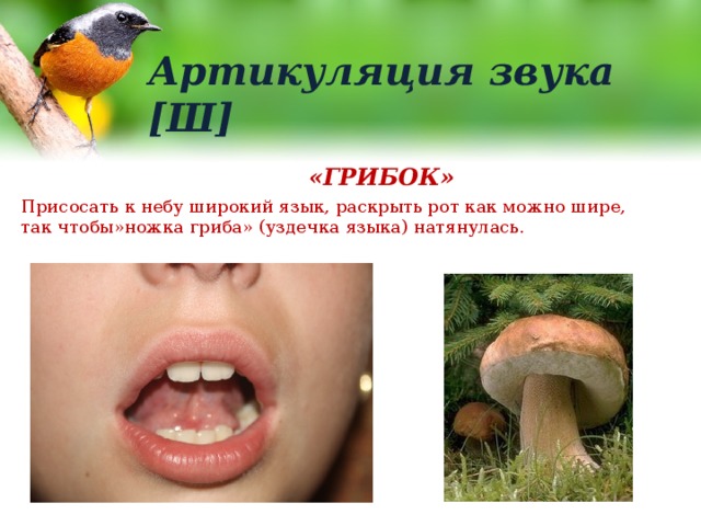 Артикуляция звука [Ш] «ГРИБОК» Присосать к небу широкий язык, раскрыть рот как можно шире, так чтобы»ножка гриба» (уздечка языка) натянулась. 