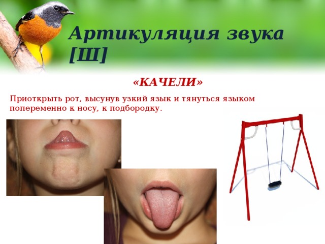 Артикуляция звука [Ш] «КАЧЕЛИ» Приоткрыть рот, высунув узкий язык и тянуться языком попеременно к носу, к подбородку. 
