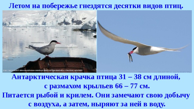 Летом на побережье гнездятся десятки видов птиц. Антарктическая крачка птица 31 – 38 см длиной, с размахом крыльев 66 – 77 см. Питается рыбой и крилем. Они замечают свою добычу с воздуха, а затем, ныряют за ней в воду. 