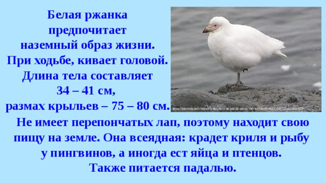 Белая ржанка предпочитает наземный образ жизни. При ходьбе, кивает головой. Длина тела составляет 34 – 41 см, размах крыльев – 75 – 80 см. Не имеет перепончатых лап, поэтому находит свою пищу на земле. Она всеядная: крадет криля и рыбу у пингвинов, а иногда ест яйца и птенцов. Также питается падалью. 
