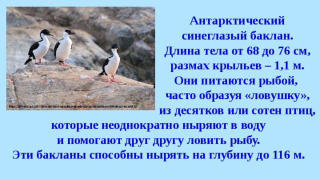 Антарктический синеглазый баклан. Длина тела от 68 до 76 см, размах крыльев – 1,1 м. Они питаются рыбой, часто образуя «ловушку», из десятков или сотен птиц, которые неоднократно ныряют в воду и помогают друг другу ловить рыбу. Эти бакланы способны нырять на глубину до 116 м. 
