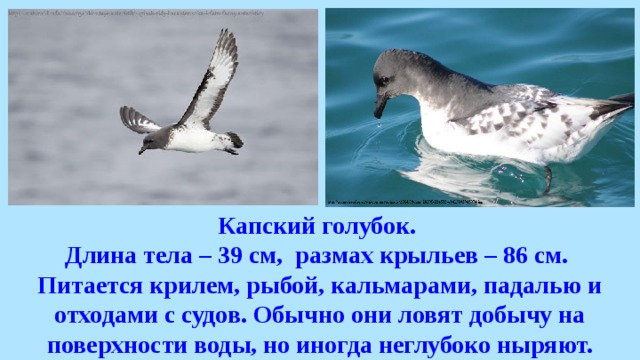 Капский голубок. Длина тела – 39 см, размах крыльев – 86 см. Питается крилем, рыбой, кальмарами, падалью и отходами с судов. Обычно они ловят добычу на поверхности воды, но иногда неглубоко ныряют. 
