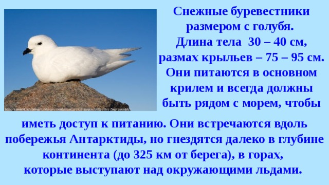 Снежные буревестники размером с голубя. Длина тела 30 – 40 см, размах крыльев – 75 – 95 см. Они питаются в основном крилем и всегда должны быть рядом с морем, чтобы иметь доступ к питанию. Они встречаются вдоль побережья Антарктиды, но гнездятся далеко в глубине континента (до 325 км от берега), в горах, которые выступают над окружающими льдами. 