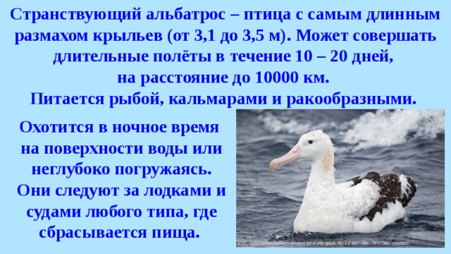 Странствующий альбатрос – птица с самым длинным размахом крыльев (от 3,1 до 3,5 м). Может совершать длительные полёты в течение 10 – 20 дней, на расстояние до 10000 км. Питается рыбой, кальмарами и ракообразными. Охотится в ночное время на поверхности воды или неглубоко погружаясь. Они следуют за лодками и судами любого типа, где сбрасывается пища. 