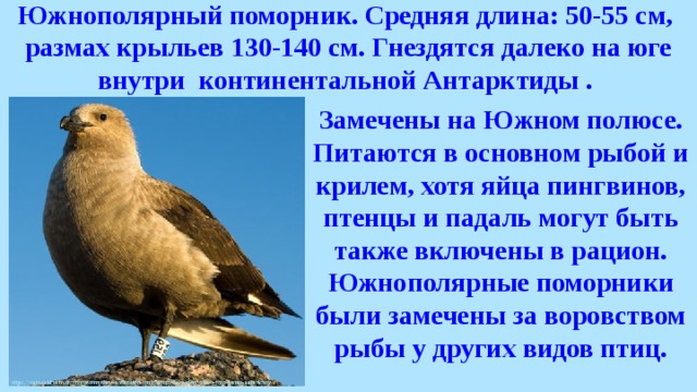 Южнополярный поморник. Средняя длина: 50-55 см, размах крыльев 130-140 см. Гнездятся далеко на юге внутри  континентальной Антарктиды . Замечены на Южном полюсе. Питаются в основном рыбой и крилем, хотя яйца пингвинов, птенцы и падаль могут быть также включены в рацион. Южнополярные поморники были замечены за воровством рыбы у других видов птиц. 