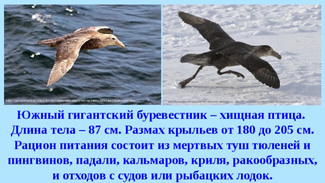 Южный гигантский буревестник – хищная птица. Длина тела – 87 см. Размах крыльев от 180 до 205 см. Рацион питания состоит из мертвых туш тюленей и пингвинов, падали, кальмаров, криля, ракообразных, и отходов с судов или рыбацких лодок. 