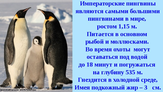 Императорские пингвины являются самыми большими пингвинами в мире, ростом 1,15 м. Питается в основном рыбой и моллюсками. Во время охоты могут оставаться под водой до 18 минут и погружаться на глубину 535 м. Гнездится в холодной среде, Имея подкожный жир – 3 см. 
