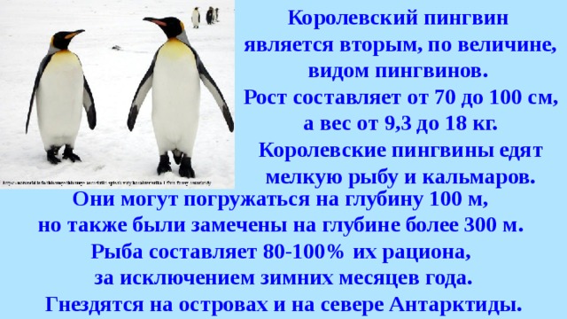 Королевский пингвин является вторым, по величине, видом пингвинов. Рост составляет от 70 до 100 см, а вес от 9,3 до 18 кг. Королевские пингвины едят мелкую рыбу и кальмаров. Они могут погружаться на глубину 100 м, но также были замечены на глубине более 300 м. Рыба составляет 80-100% их рациона, за исключением зимних месяцев года. Гнездятся на островах и на севере Антарктиды. 