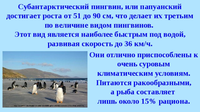 Субантарктический пингвин, или папуанский достигает роста от 51 до 90 см, что делает их третьим по величине видом пингвинов. Этот вид является наиболее быстрым под водой, развивая скорость до 36 км/ч. Они отлично приспособлены к очень суровым климатическим условиям. Питаются ракообразными, а рыба составляет лишь около 15% рациона. 