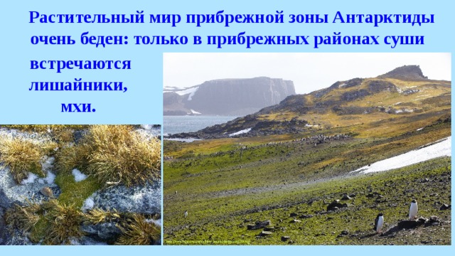   Растительный мир прибрежной зоны Антарктиды очень беден: только в прибрежных районах суши встречаются лишайники, мхи. 