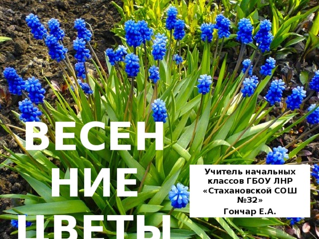 ВЕСЕННИЕ ЦВЕТЫ Учитель начальных классов ГБОУ ЛНР «Стахановской СОШ №32» Гончар Е.А. 