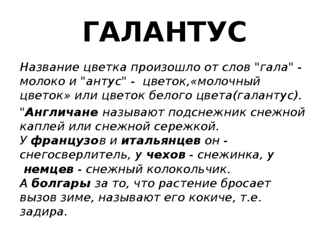 ГАЛАНТУС Название цветка произошло от слов 