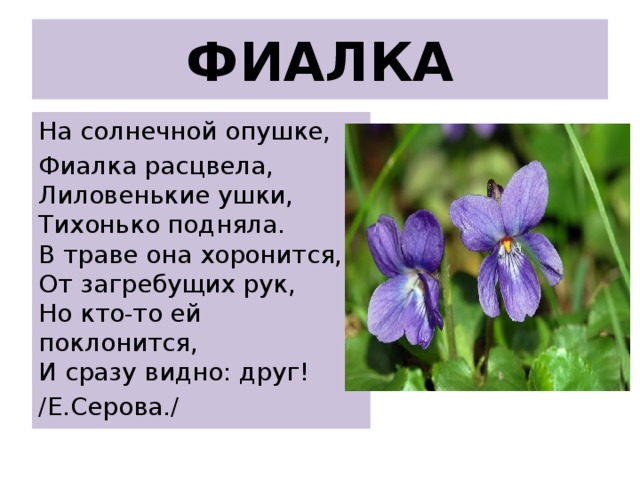 ФИАЛКА На солнечной опушке, Фиалка расцвела,  Лиловенькие ушки,  Тихонько подняла.  В траве она хоронится,  От загребущих рук,  Но кто-то ей поклонится,  И сразу видно: друг! /Е.Серова./ 