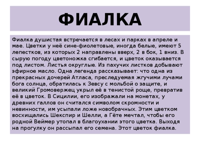 ФИАЛКА Фиалка душистая встречается в лесах и парках в апреле и мае. Цветки у неё сине-фиолетовые, иногда белые, имеют 5 лепестков, из которых 2 направлены вверх, 2 в бок, 1 вниз. В сырую погоду цветоножка сгибается, и цветок оказывается под листом. Листья округлые. Из пахучих листков добывают эфирное масло. Одна легенда рассказывает: что одна из прекрасных дочерей Атласа, преследуемая жгучими лучами бога солнца, обратилась к Зевсу с мольбой о защите, и великий Громовержец укрыл её в тенистой роще, превратив её в цветок. В Сицилии, его изображали на монетах, у древних галлов он считался символом скромности и невинности, им усыпали ложе новобрачных. Этим цветком восхищались Шекспир и Шелли, а Гёте мечтал, чтобы его родной Веймер утопал в благоухании этого цветка. Выходя на прогулку он рассыпал его семена. Этот цветок фиалка. 