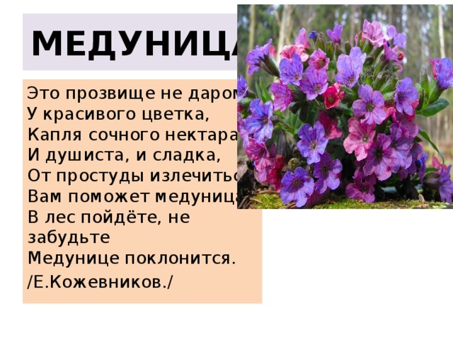 МЕДУНИЦА Это прозвище не даром,  У красивого цветка,  Капля сочного нектара,  И душиста, и сладка,  От простуды излечиться  Вам поможет медуница.  В лес пойдёте, не забудьте  Медунице поклонится. /Е.Кожевников./ 