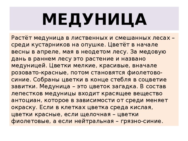 МЕДУНИЦА Растёт медуница в лиственных и смешанных лесах – среди кустарников на опушке. Цветёт в начале весны в апреле, мая в неодетом лесу. За медовую дань в раннем лесу это растение и названо медуницей. Цветки мелкие, красивые, вначале розовато-красные, потом становятся фиолетово-синие. Собраны цветки в конце стебля в соцветие завитки. Медуница – это цветок загадка. В состав лепестков медуницы входит красящее вещество антоциан, которое в зависимости от среди меняет окраску. Если в клетках цветка среда кислая, цветки красные, если щелочная – цветки фиолетовые, а если нейтральная – грязно-синие. 