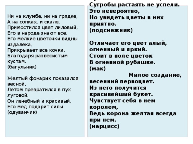 Ни на клумбе, ни на грядке,  А на сопках, и скале,  Примостился цвет лиловый,  Его в народе знают все.  Его мелкие цветочки видны издалека,  Прикрывает все кочки,  Благодаря развесистым кустам.  (багульник)   Желтый фонарик показался весной,  Летом превратился в пух луговой.  Он лечебный и красивый,  Его мед подарит силы.  (одуванчик)     Прогнала зима метели,  Сугробы растаять не успели.  Это невероятно,  Но увидеть цветы в них приятно.  (подснежник)   Отличает его цвет алый, огненный и яркий.  Стоит в поле цветок  В огненной рубашке.  (мак) Милое создание, весенний первоцвет.  Из него получится красивейший букет.  Чувствует себя в нем королем,  Ведь корона желтая всегда при нем.  (нарцисс)     
