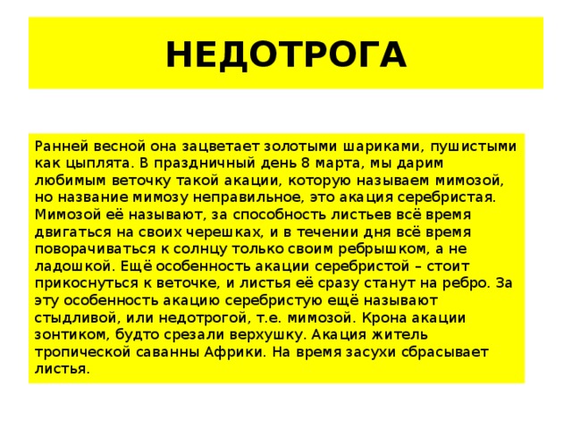НЕДОТРОГА Ранней весной она зацветает золотыми шариками, пушистыми как цыплята. В праздничный день 8 марта, мы дарим любимым веточку такой акации, которую называем мимозой, но название мимозу неправильное, это акация серебристая. Мимозой её называют, за способность листьев всё время двигаться на своих черешках, и в течении дня всё время поворачиваться к солнцу только своим ребрышком, а не ладошкой. Ещё особенность акации серебристой – стоит прикоснуться к веточке, и листья её сразу станут на ребро. За эту особенность акацию серебристую ещё называют стыдливой, или недотрогой, т.е. мимозой. Крона акации зонтиком, будто срезали верхушку. Акация житель тропической саванны Африки. На время засухи сбрасывает листья. 