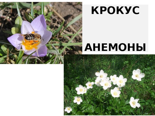 КРОКУС    АНЕМОНЫ 