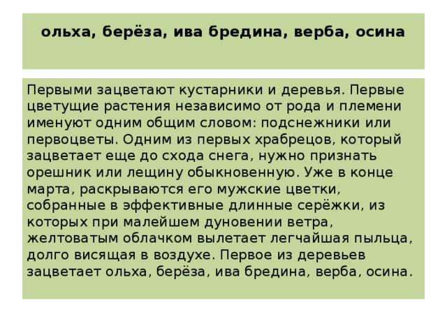 ольха, берёза, ива бредина, верба, осина   Первыми зацветают кустарники и деревья. Первые цветущие растения независимо от рода и племени именуют одним общим словом: подснежники или первоцветы. Одним из первых храбрецов, который зацветает еще до схода снега, нужно признать орешник или лещину обыкновенную. Уже в конце марта, раскрываются его мужские цветки, собранные в эффективные длинные серёжки, из которых при малейшем дуновении ветра, желтоватым облачком вылетает легчайшая пыльца, долго висящая в воздухе. Первое из деревьев зацветает ольха, берёза, ива бредина, верба, осина. 